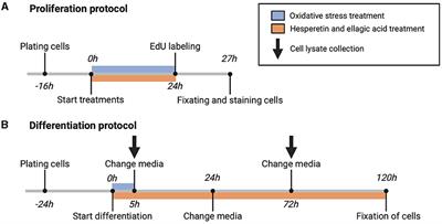 Hesperetin but not ellagic acid increases myosin heavy chain expression and cell fusion in C2C12 myoblasts in the presence of oxidative stress